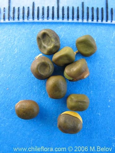Lathyrus subandinus seeds
